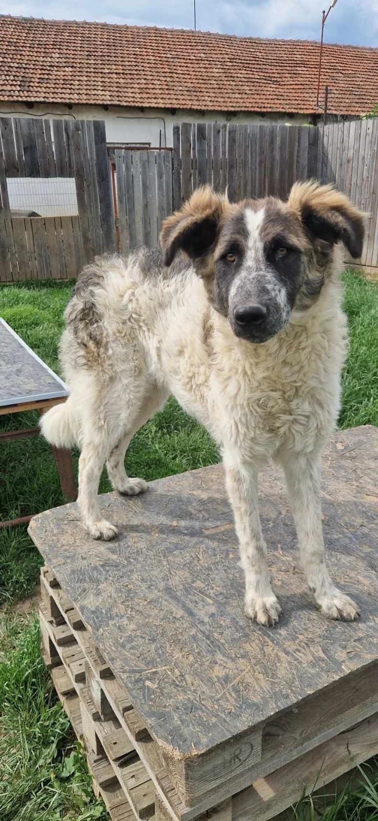 Bijou, female young Mixed Breed for adoption at Active Friends for People and Dogs