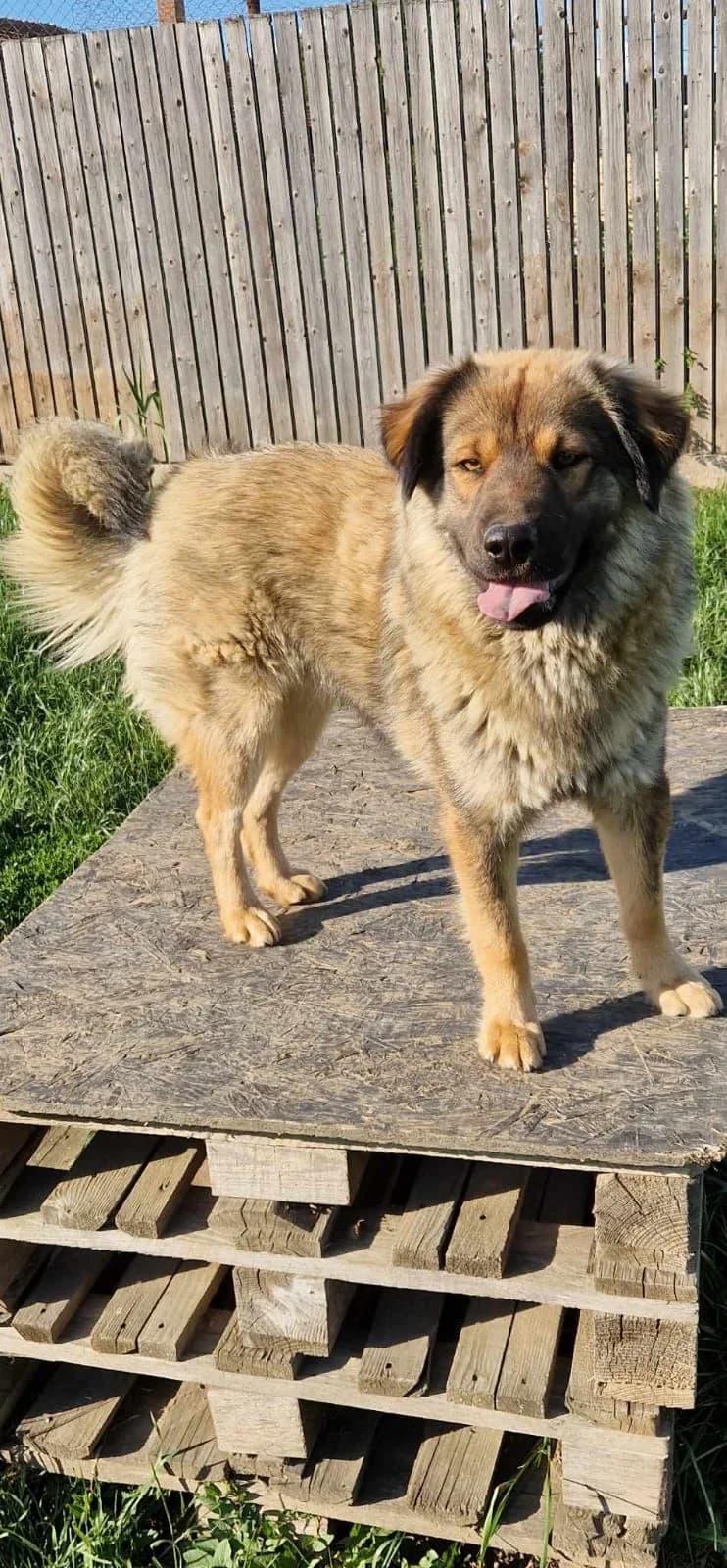 Cocki, female young Mixed Breed for adoption at Active Friends for People and Dogs
