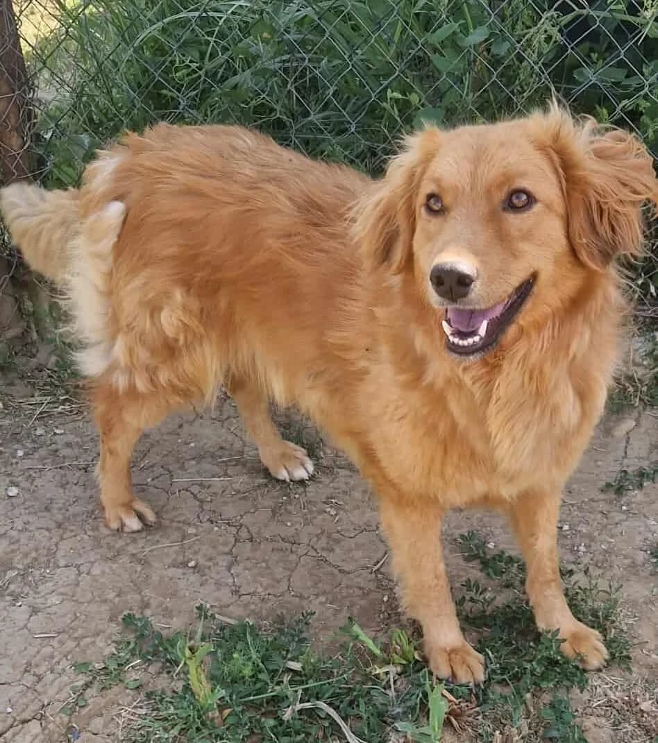 Cola, female 3yo Mixed Breed for adoption at Active Friends for People and Dogs