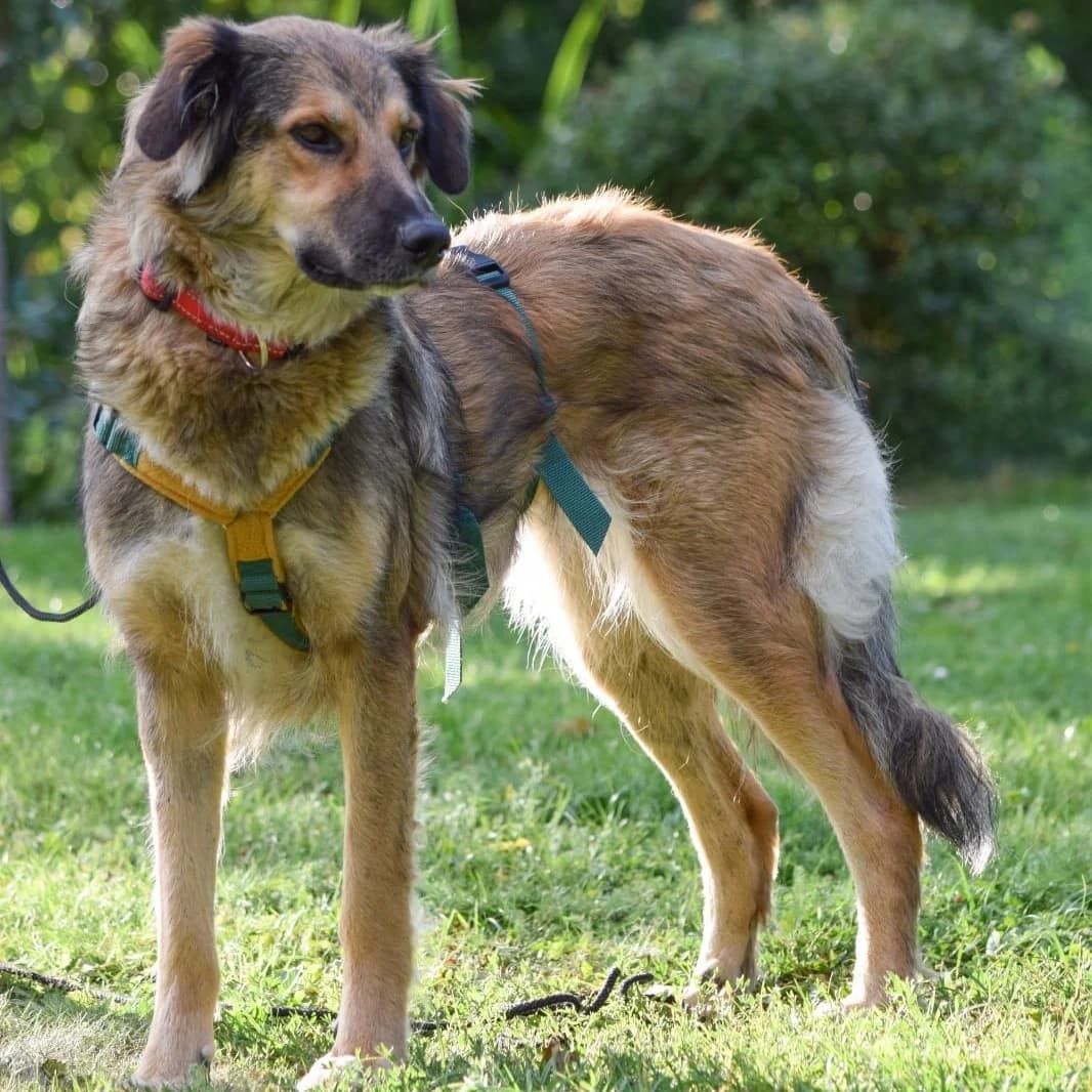 Enya, female 3yo Mixed Breed for adoption at Active Friends for People and Dogs