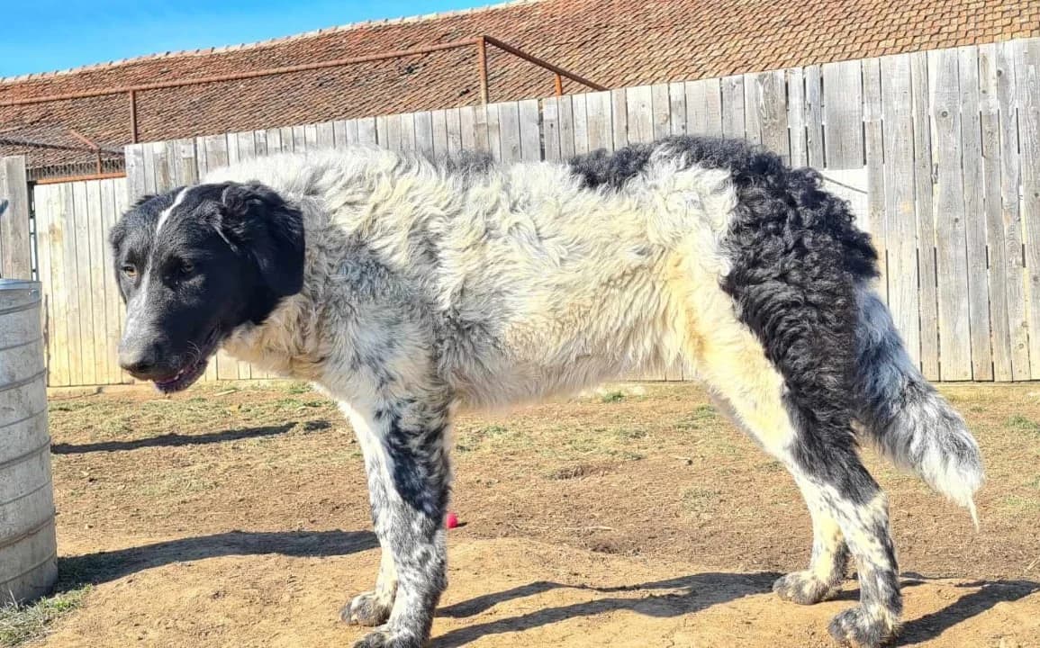 Lotte, female young Mixed Breed for adoption at Active Friends for People and Dogs