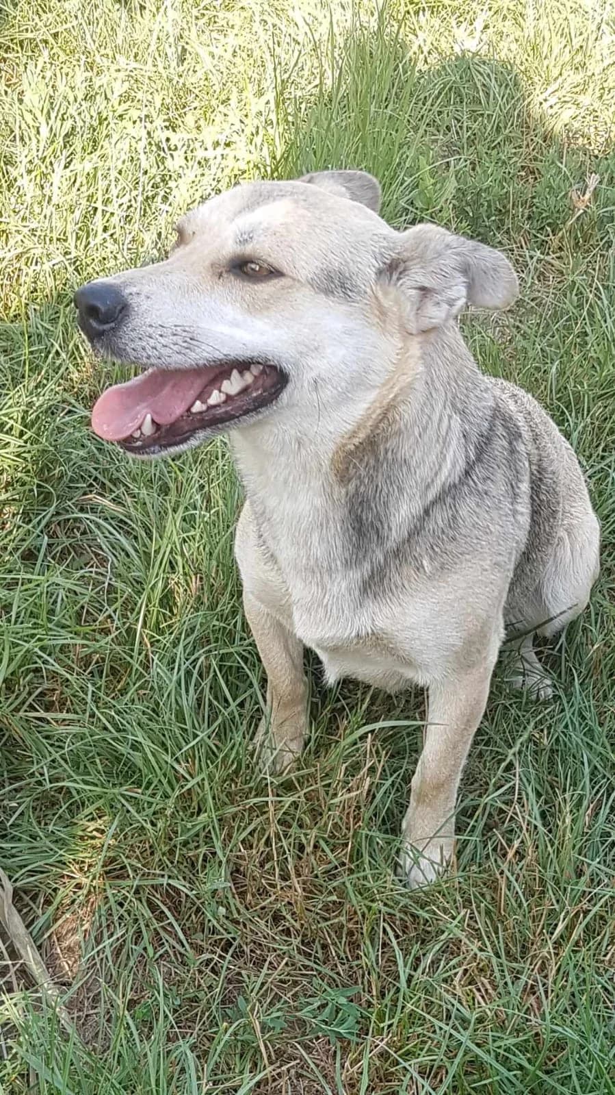 Mimi, female 4yo Mixed Breed for adoption at Active Friends for People and Dogs