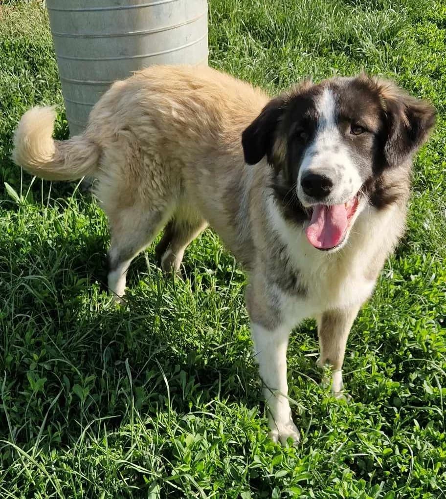Raya, female young Mixed Breed for adoption at Active Friends for People and Dogs
