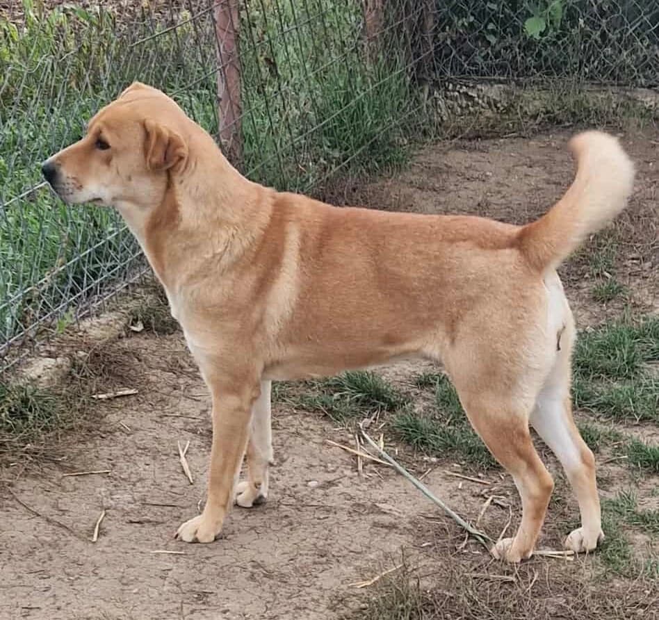 Ronja, female young Mixed Breed for adoption at Active Friends for People and Dogs