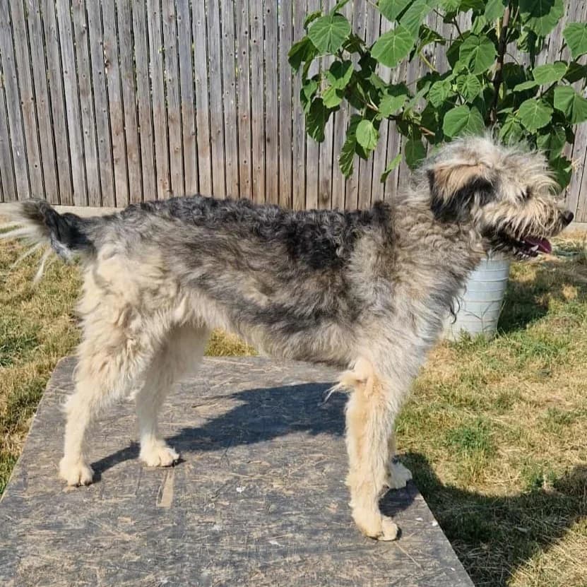 Sarah, female young Mixed Breed for adoption at Active Friends for People and Dogs