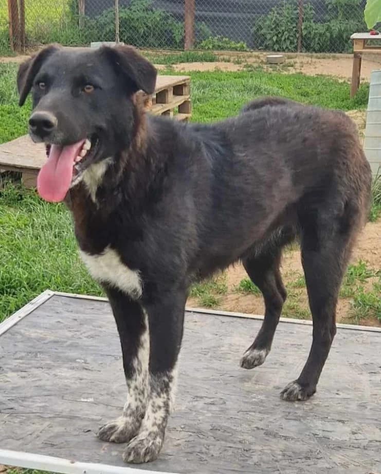 Sasu, female young Mixed Breed for adoption at Active Friends for People and Dogs