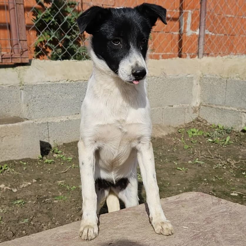 Yola, female senior Mixed Breed for adoption at Active Friends for People and Dogs