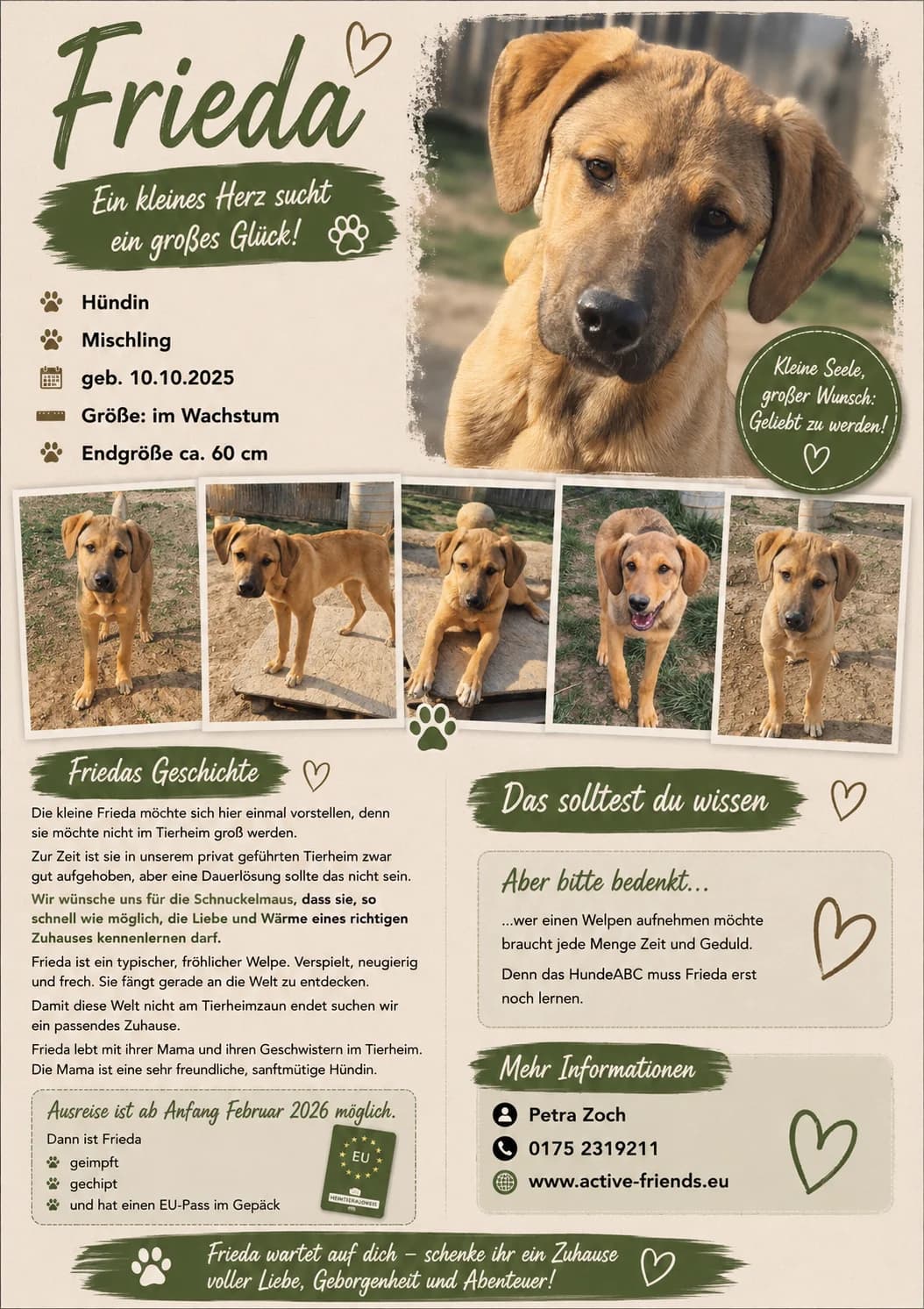 Frieda, female Mixed Breed for adoption at Active Friends for People and Dogs