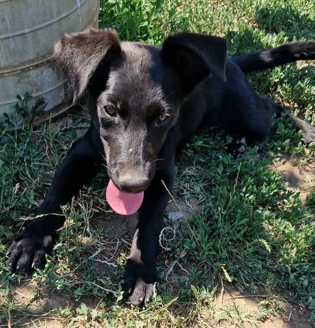 Lani, female puppy Mixed Breed for adoption at Active Friends for People and Dogs