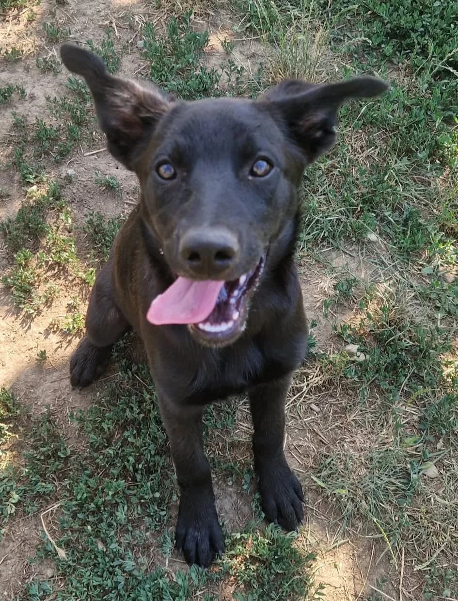 Luna, female puppy Mixed Breed for adoption at Active Friends for People and Dogs