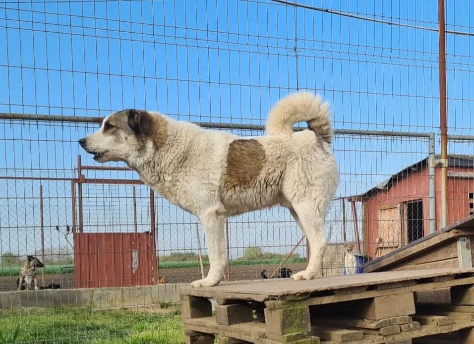 Nero, male senior Mixed Breed for adoption at Active Friends for People and Dogs