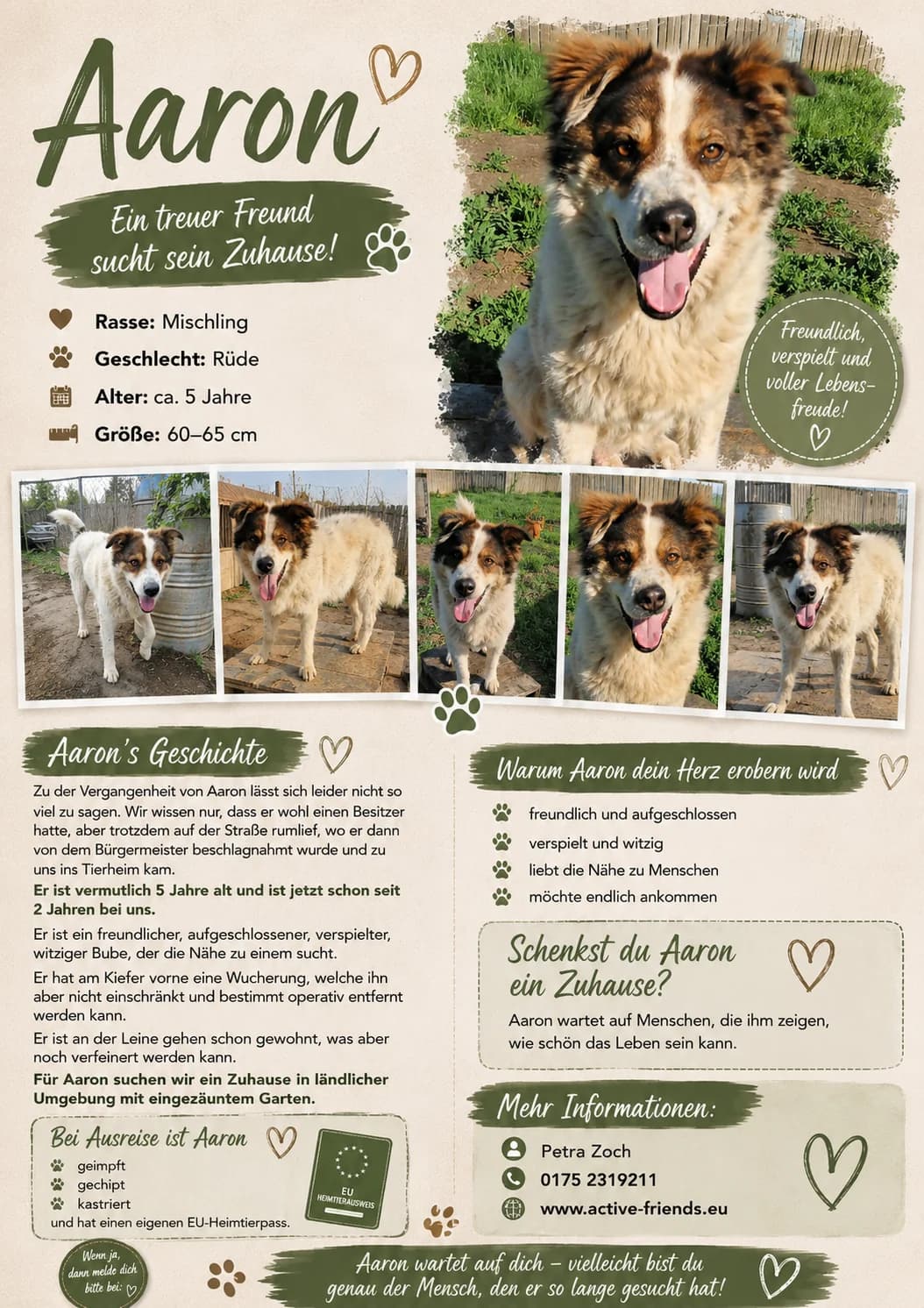 Aaron, male Mixed Breed for adoption at Active Friends for People and Dogs
