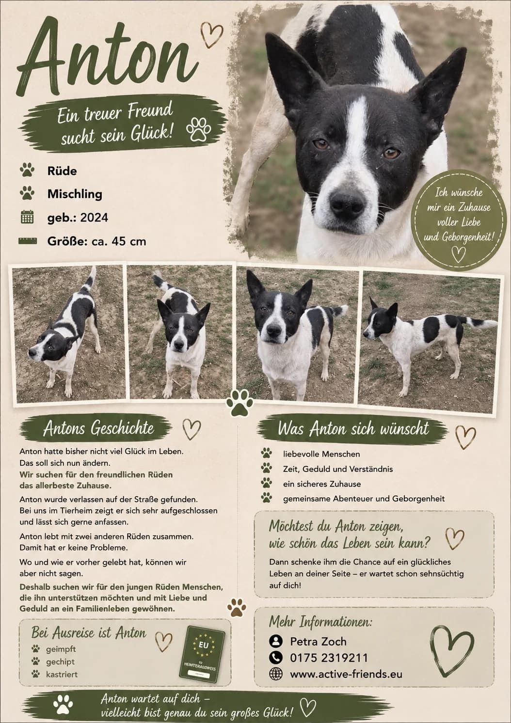 Anton, male Mixed Breed for adoption at Active Friends for People and Dogs