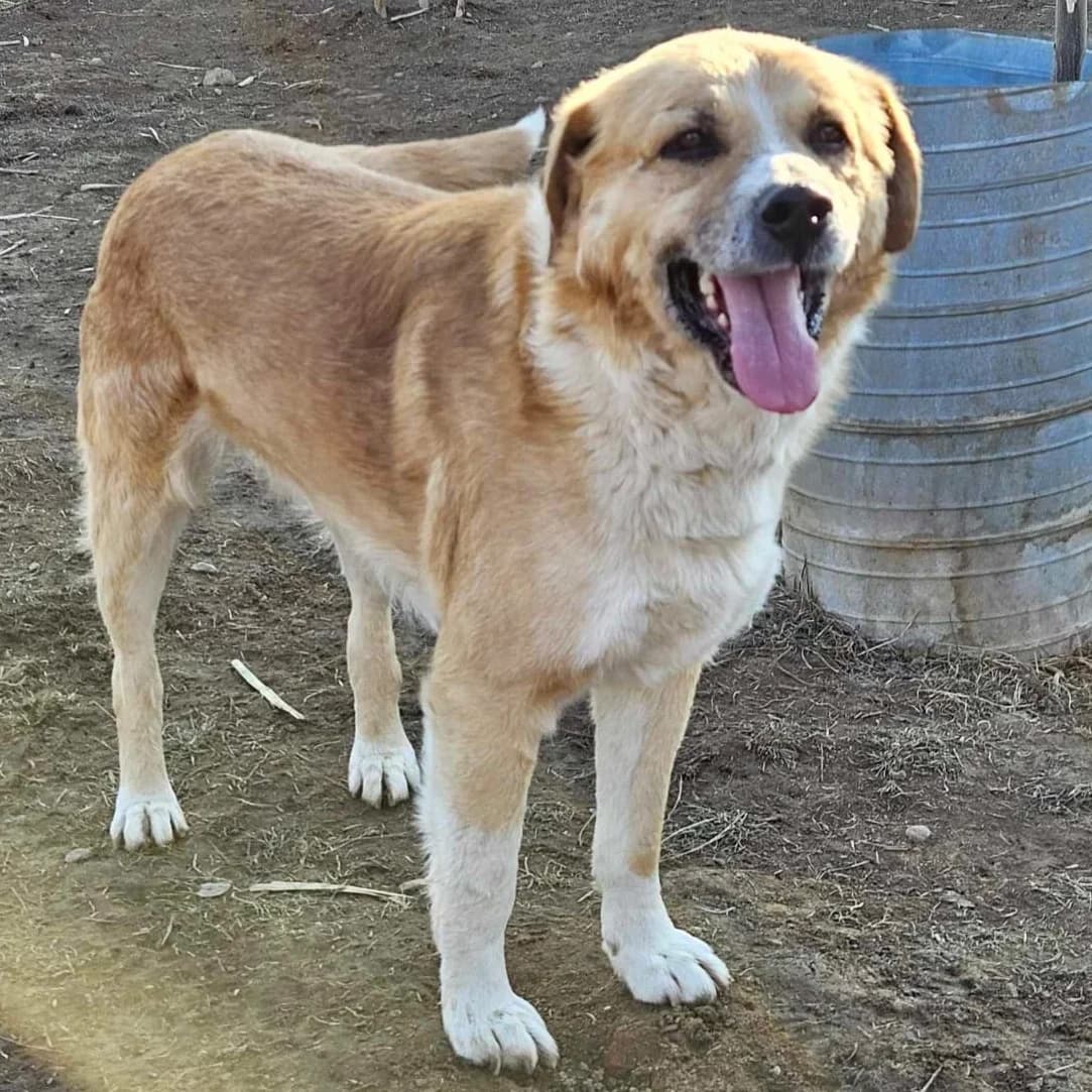 Armin, male 6yo Mixed Breed for adoption at Active Friends for People and Dogs