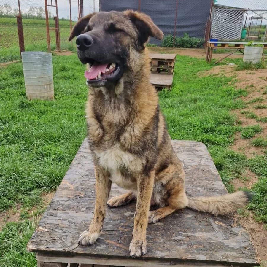 Bruno, male young Mixed Breed for adoption at Active Friends for People and Dogs