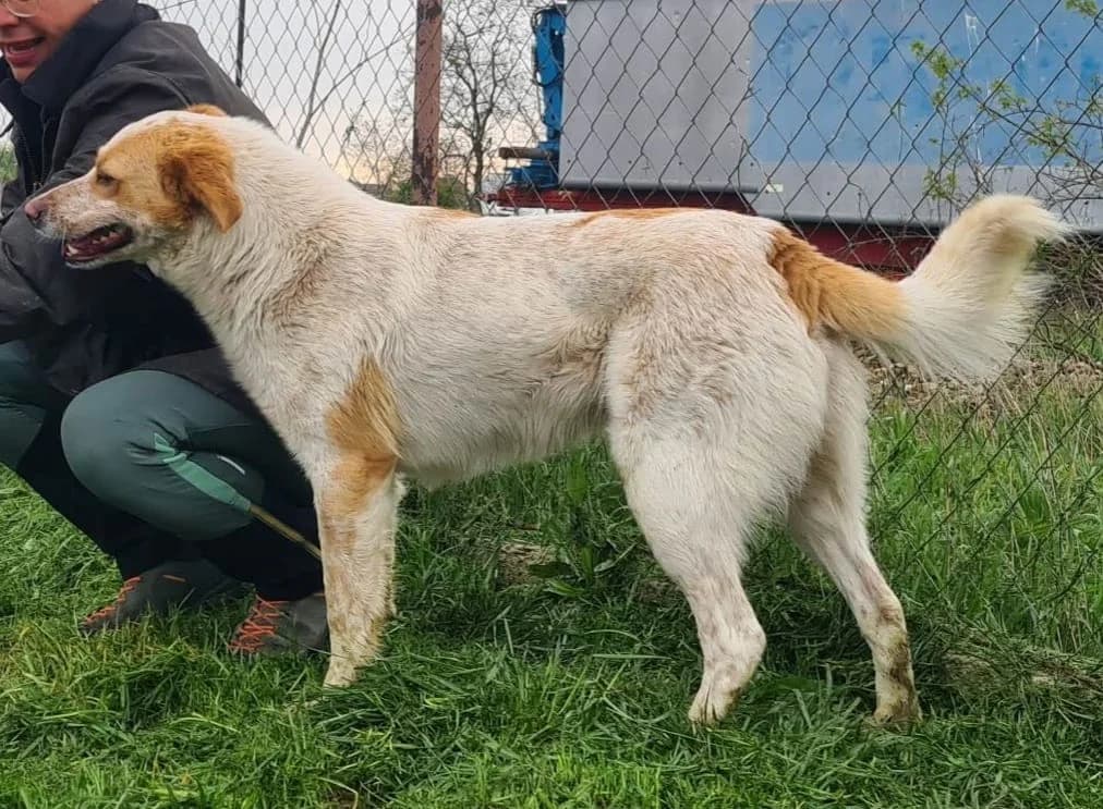 Buddy, male Mixed Breed for adoption at Active Friends for People and Dogs
