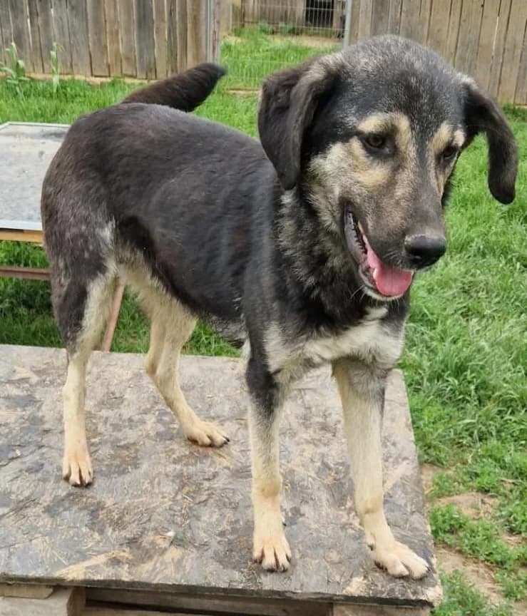 Charly, male young Mixed Breed for adoption at Active Friends for People and Dogs