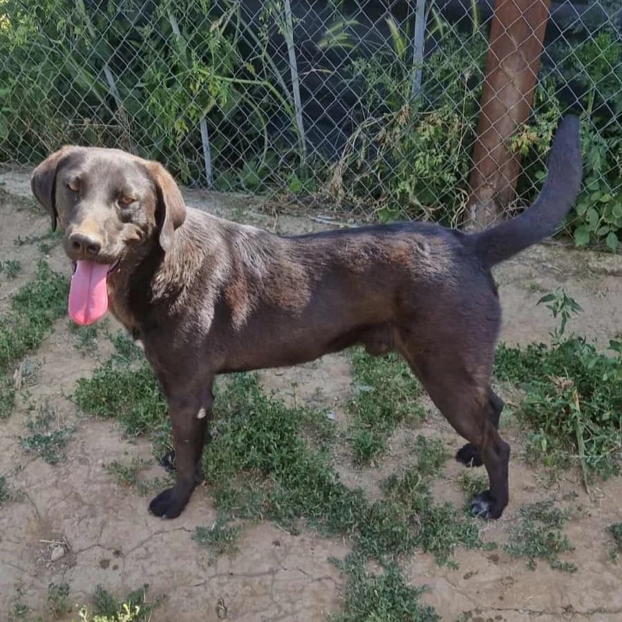 Corbu, male 3yo Mixed Breed for adoption at Active Friends for People and Dogs