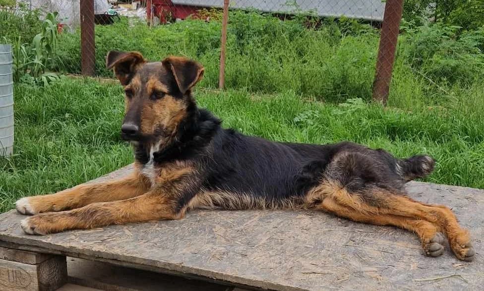 Dexter, male young Mixed Breed for adoption at Active Friends for People and Dogs