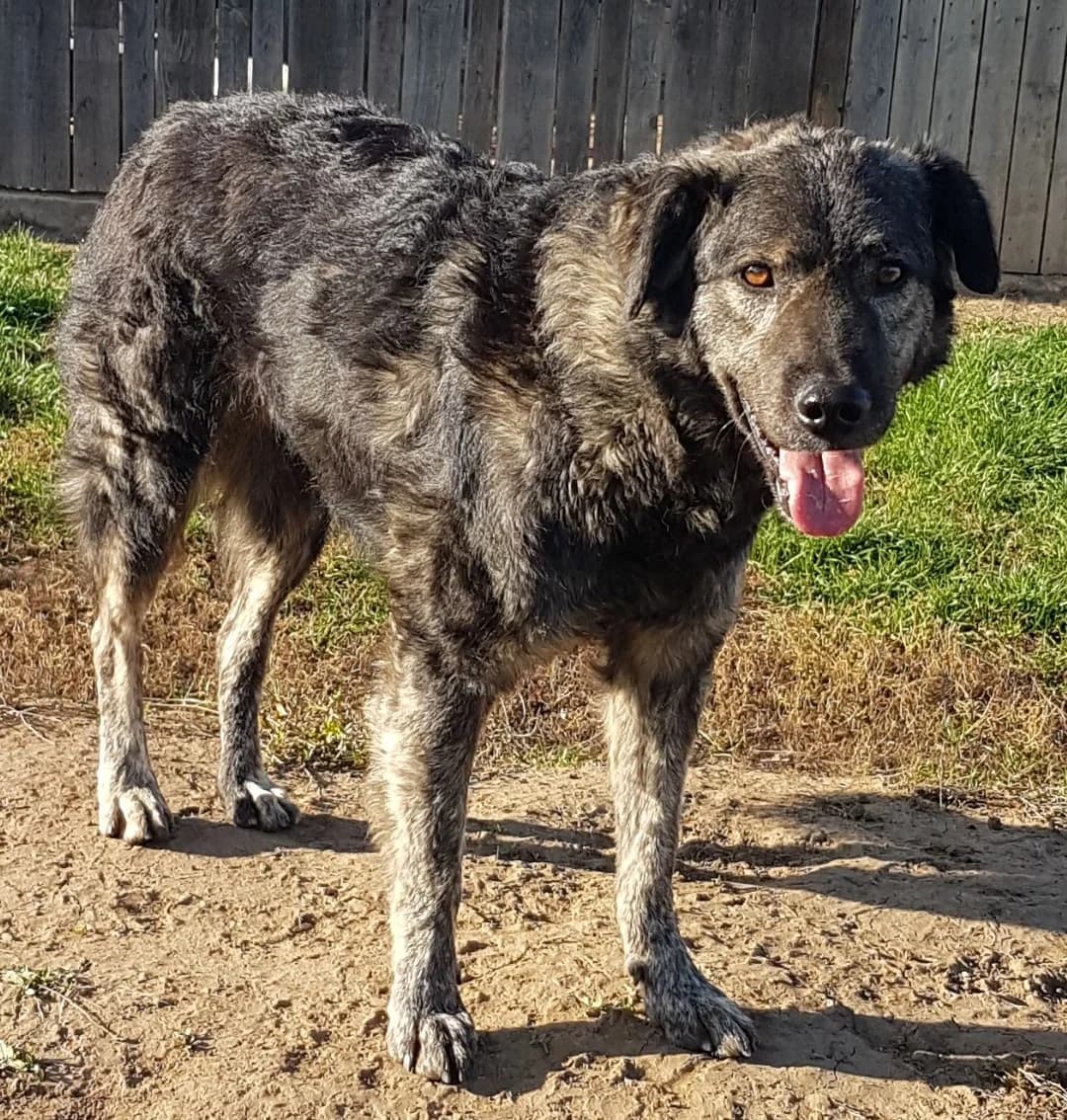 Guapo, male senior Mixed Breed for adoption at Active Friends for People and Dogs