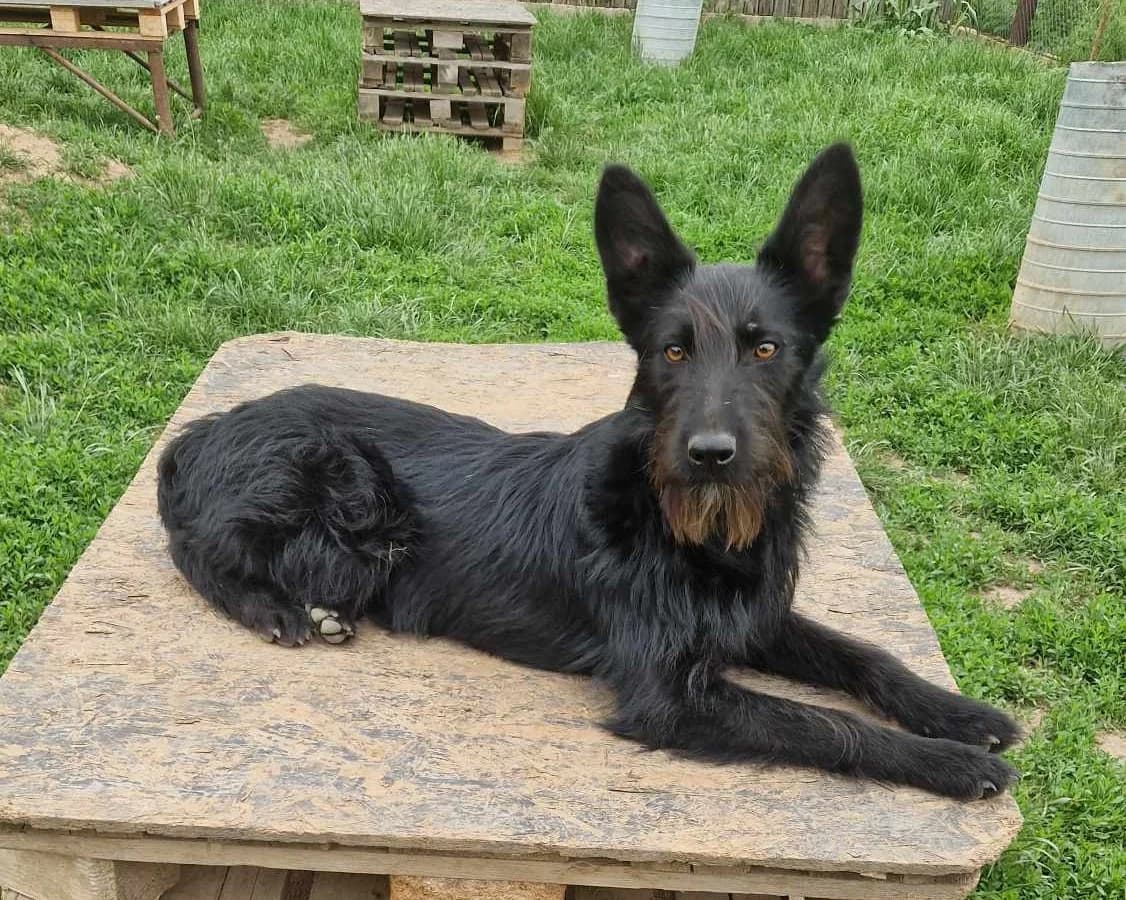 Jori, male Mixed Breed for adoption at Active Friends for People and Dogs