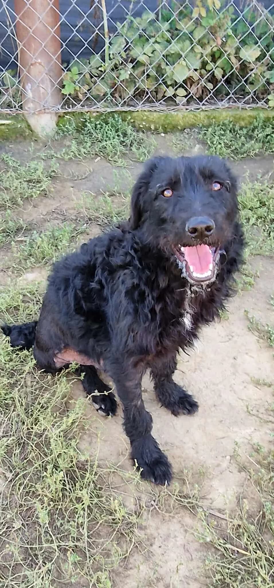 Lucky, male young Mixed Breed for adoption at Active Friends for People and Dogs