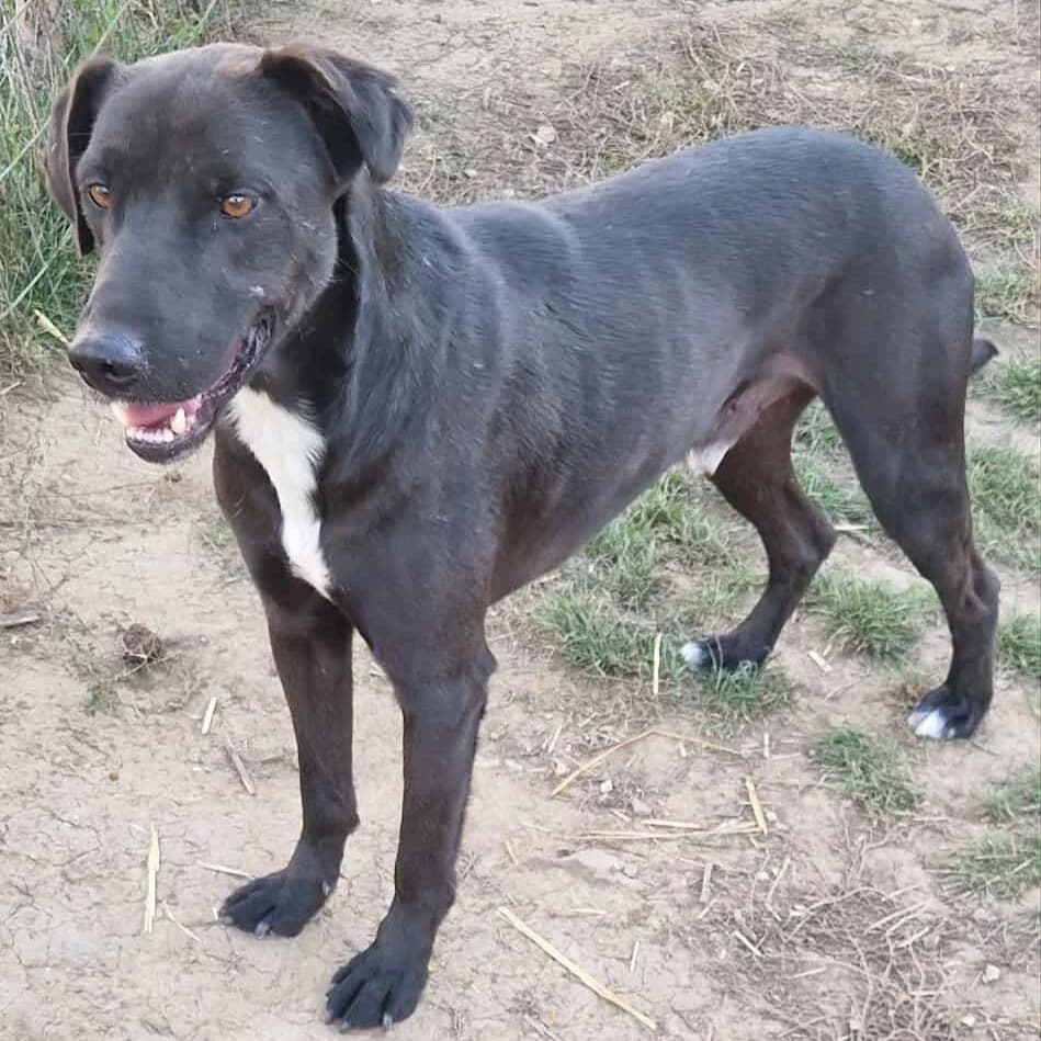 Negus, male 4yo Mixed Breed for adoption at Active Friends for People and Dogs