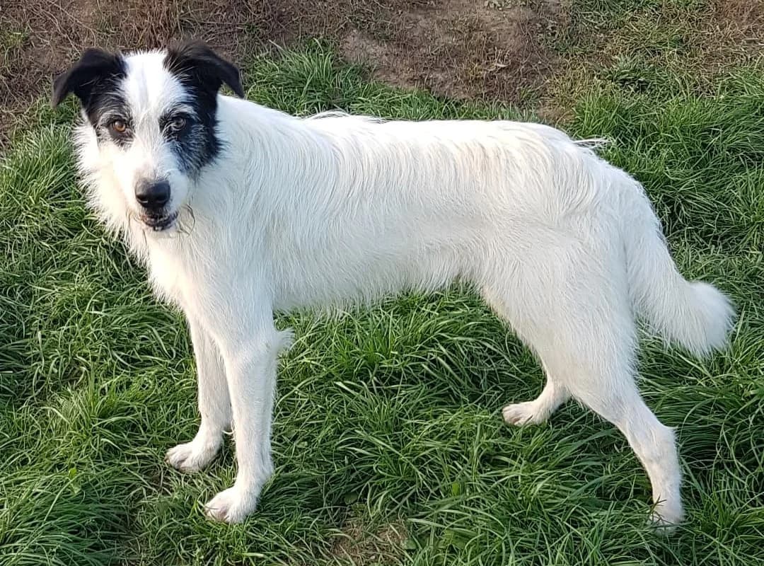 Nemo, male 5yo Mixed Breed for adoption at Active Friends for People and Dogs
