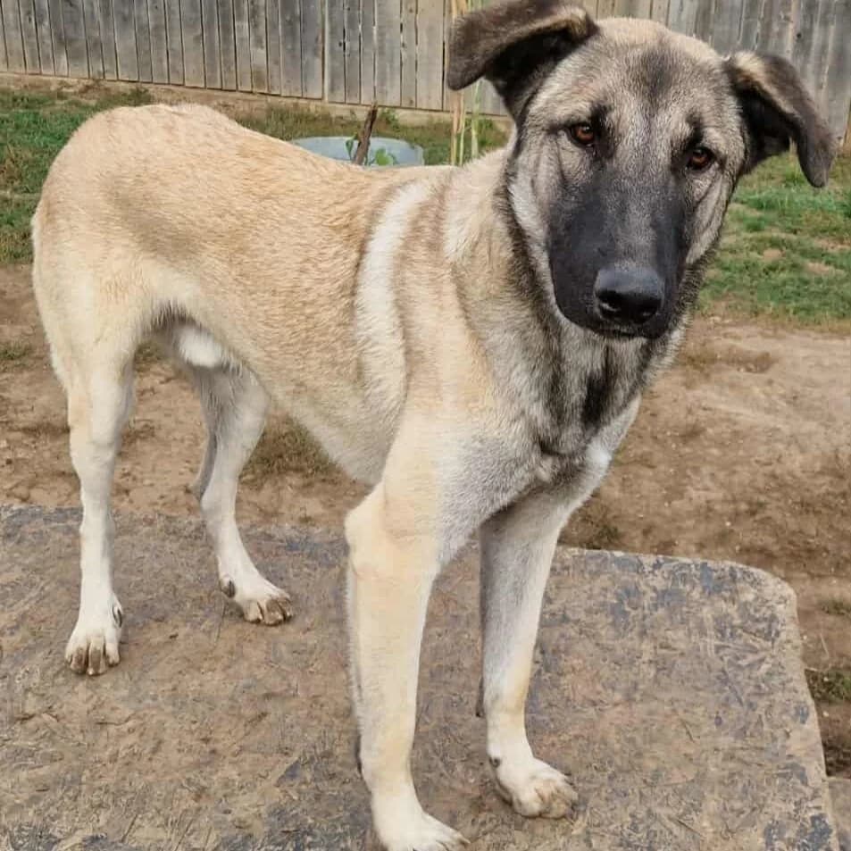 Neo, male young Mixed Breed for adoption at Active Friends for People and Dogs
