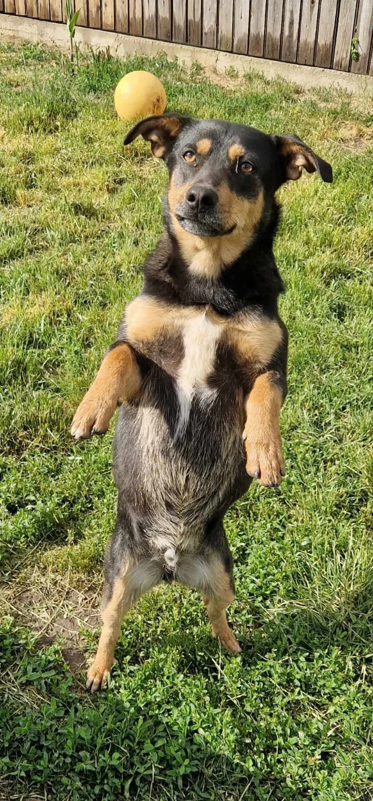Sammy, male 4yo Mixed Breed for adoption at Active Friends for People and Dogs