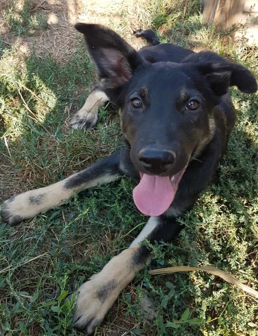 Snoopy, male young Mixed Breed for adoption at Active Friends for People and Dogs