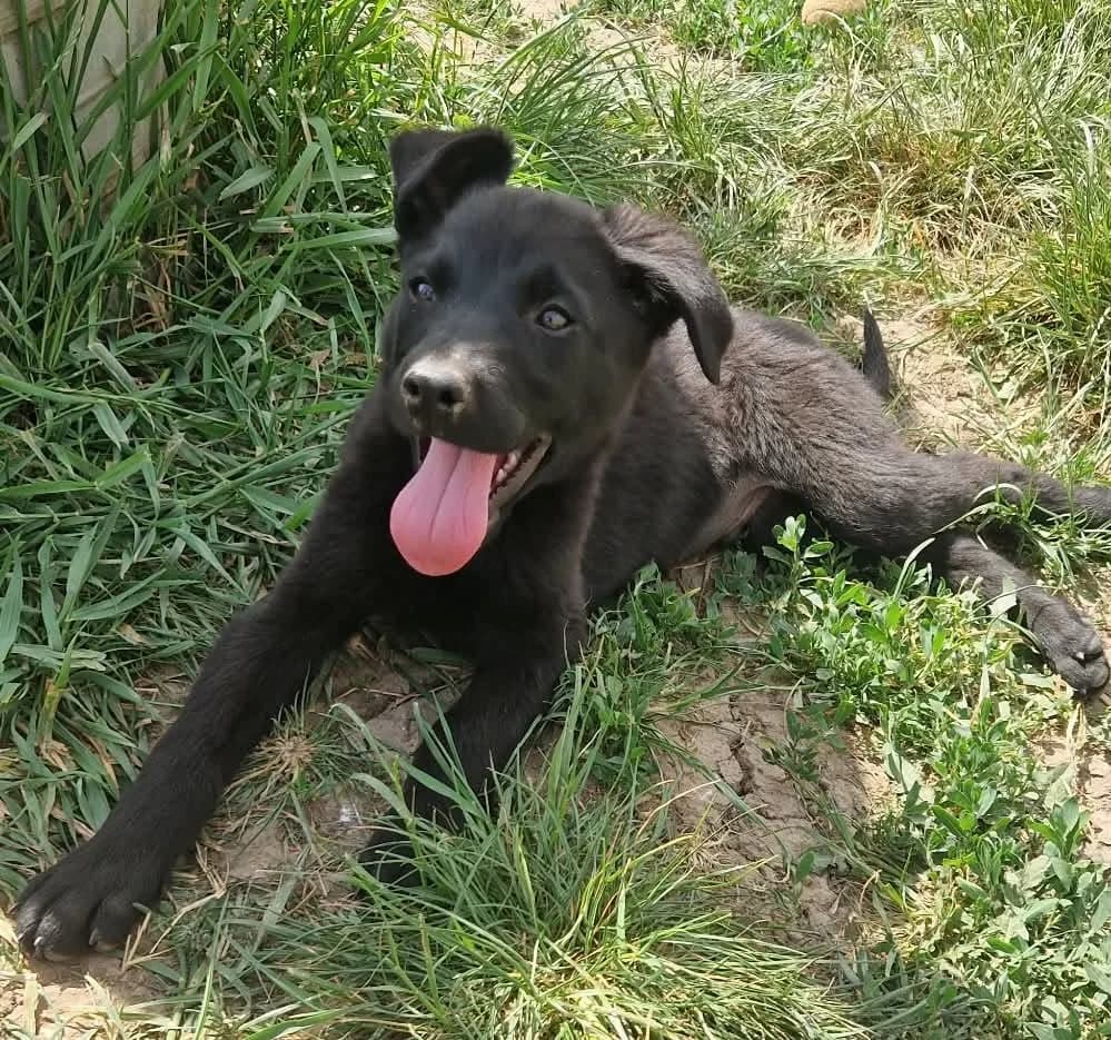 Bruno, male puppy Mixed Breed for adoption at Active Friends for People and Dogs