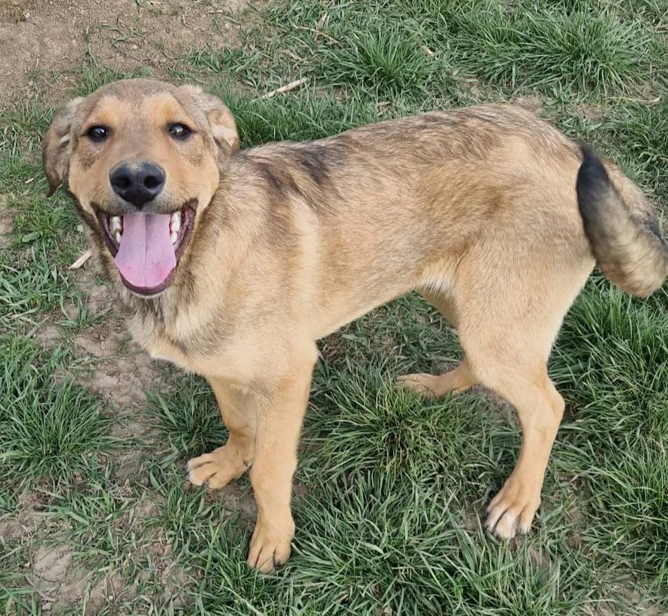 Henry, male young Mixed Breed for adoption at Active Friends for People and Dogs