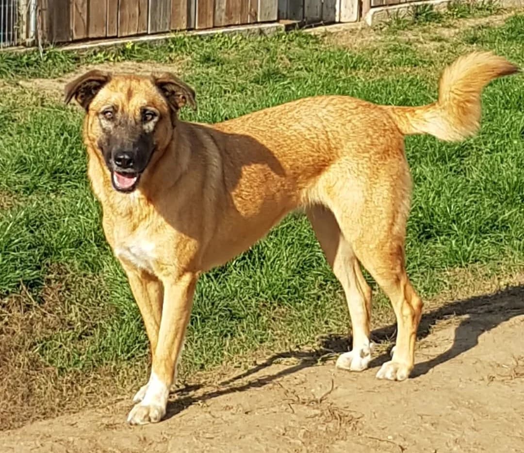 Elly, female senior Mixed Breed for adoption at Active Friends for People and Dogs