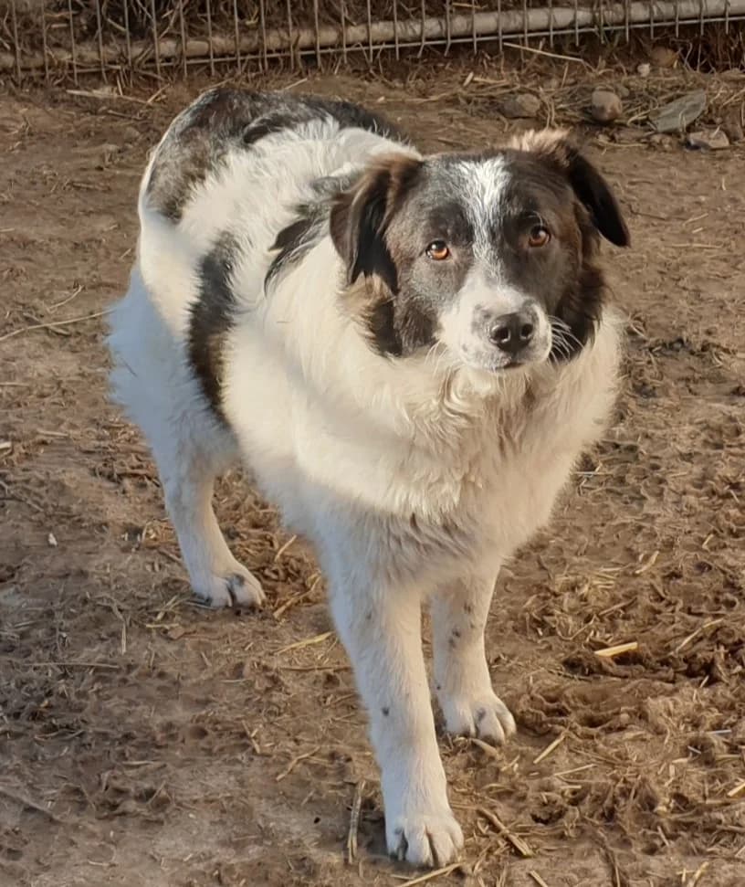 Hope, female 7yo mixed breed for adoption at Active Friends for People and Dogs