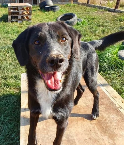 Jerry, senior Mixed Breed for adoption at Active Friends for People and Dogs