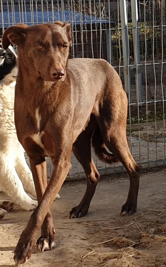 Kali, senior Mixed Breed for adoption at Active Friends for People and Dogs