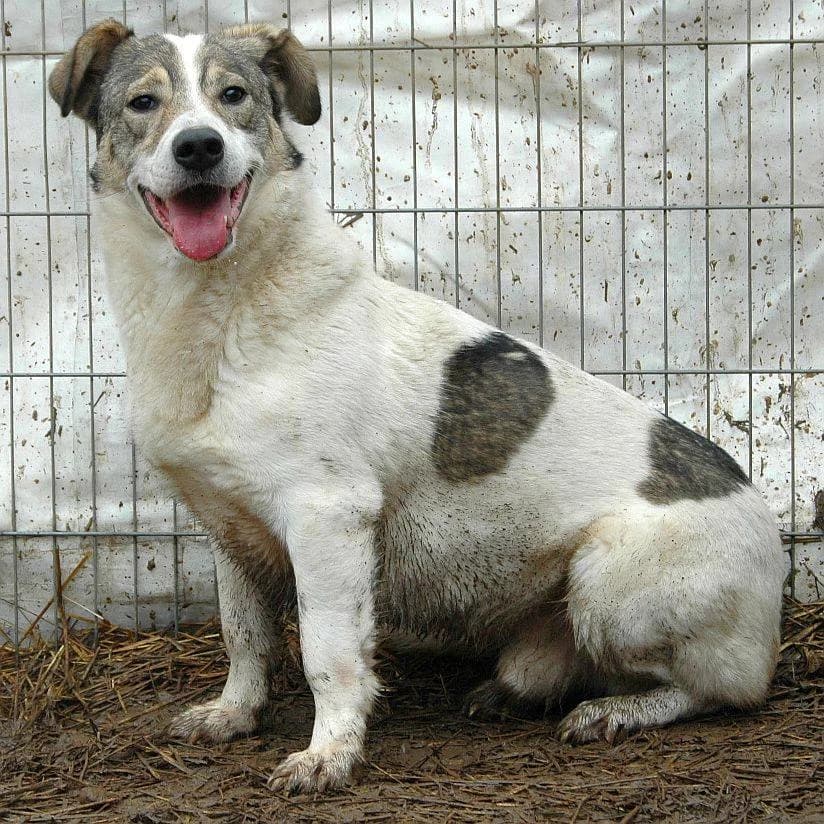 Leo, male senior Mixed Breed for adoption at Active Friends for People and Dogs