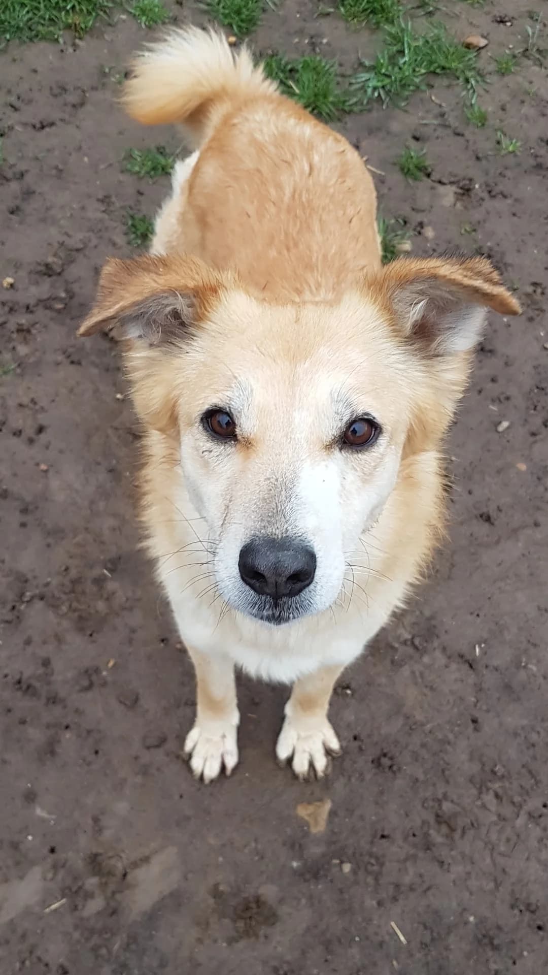 Mari, female senior Mixed Breed for adoption at Active Friends for People and Dogs