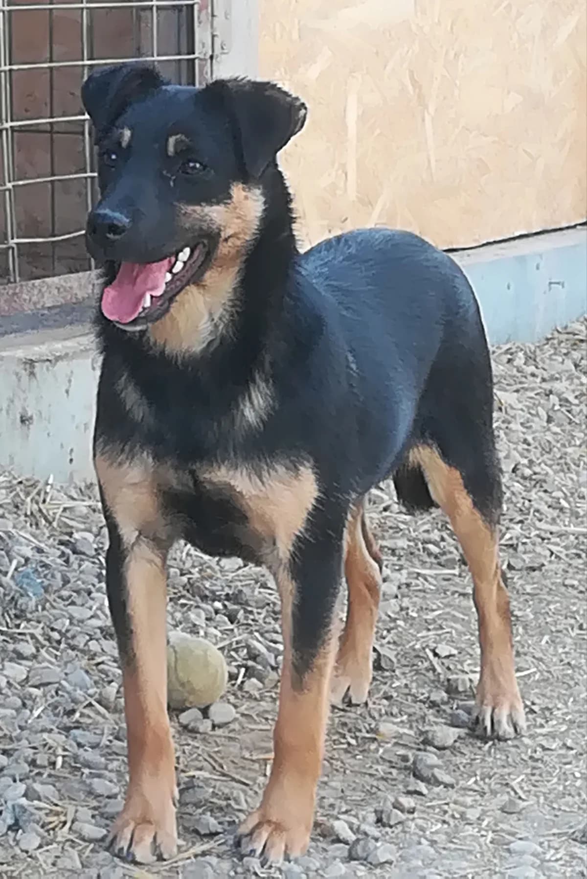 Moppi, senior Mixed Breed for adoption at Active Friends for People and Dogs