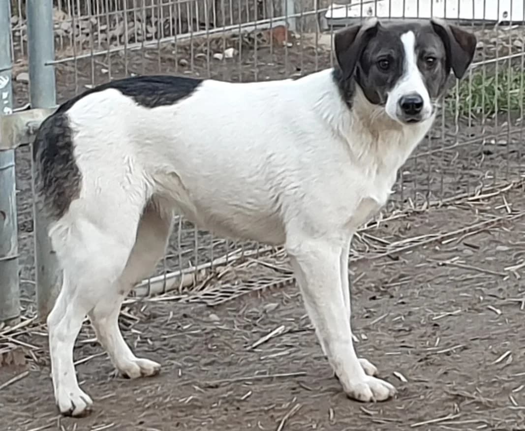 Paula, female 7yo Mixed Breed for adoption at Active Friends for People and Dogs