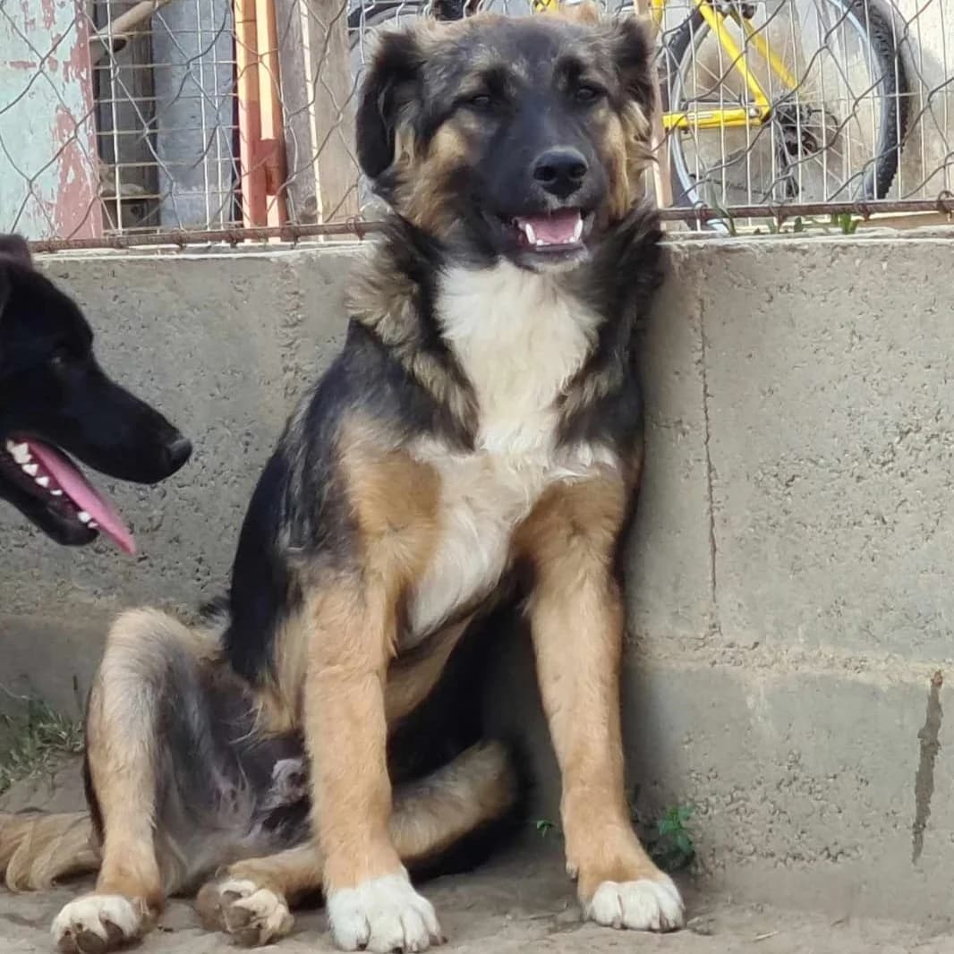 Sky, male Mixed Breed for adoption at Active Friends for People and Dogs