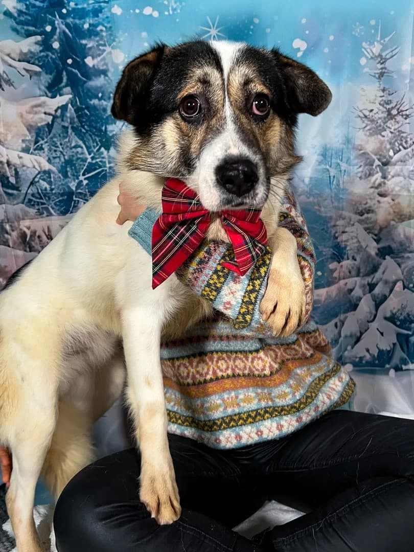 Bobiță, Alb male senior Mixed Breed for adoption at ASPA București — Catalog Câini