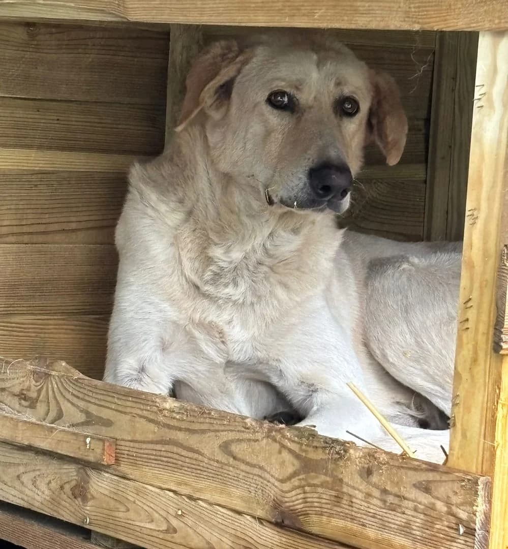 Tucker, Bej male senior Mixed Breed for adoption at ASPA București — Catalog Câini