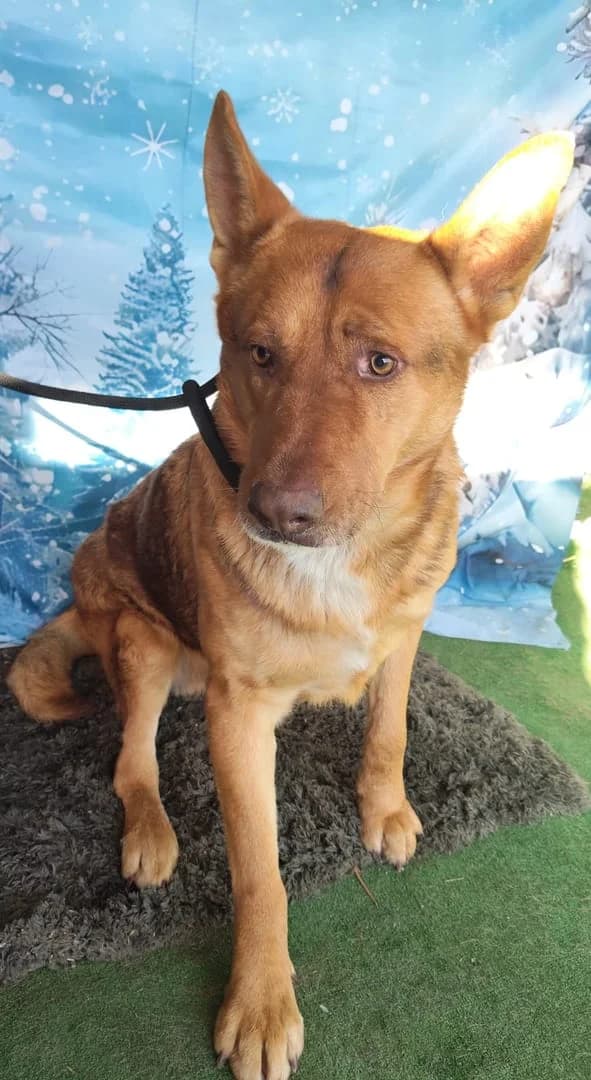Piper, Roșcat male 7yo Mixed Breed for adoption at ASPA București — Catalog Câini