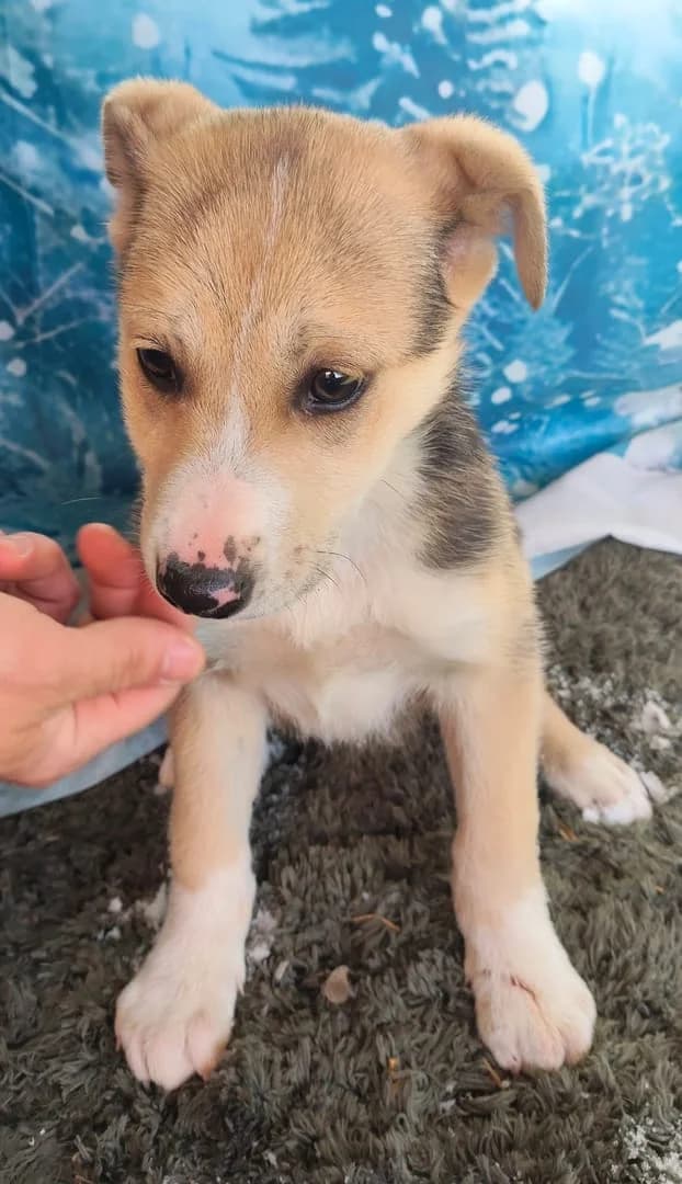 Mara, Negru female puppy Mixed Breed for adoption at ASPA București — Catalog Câini