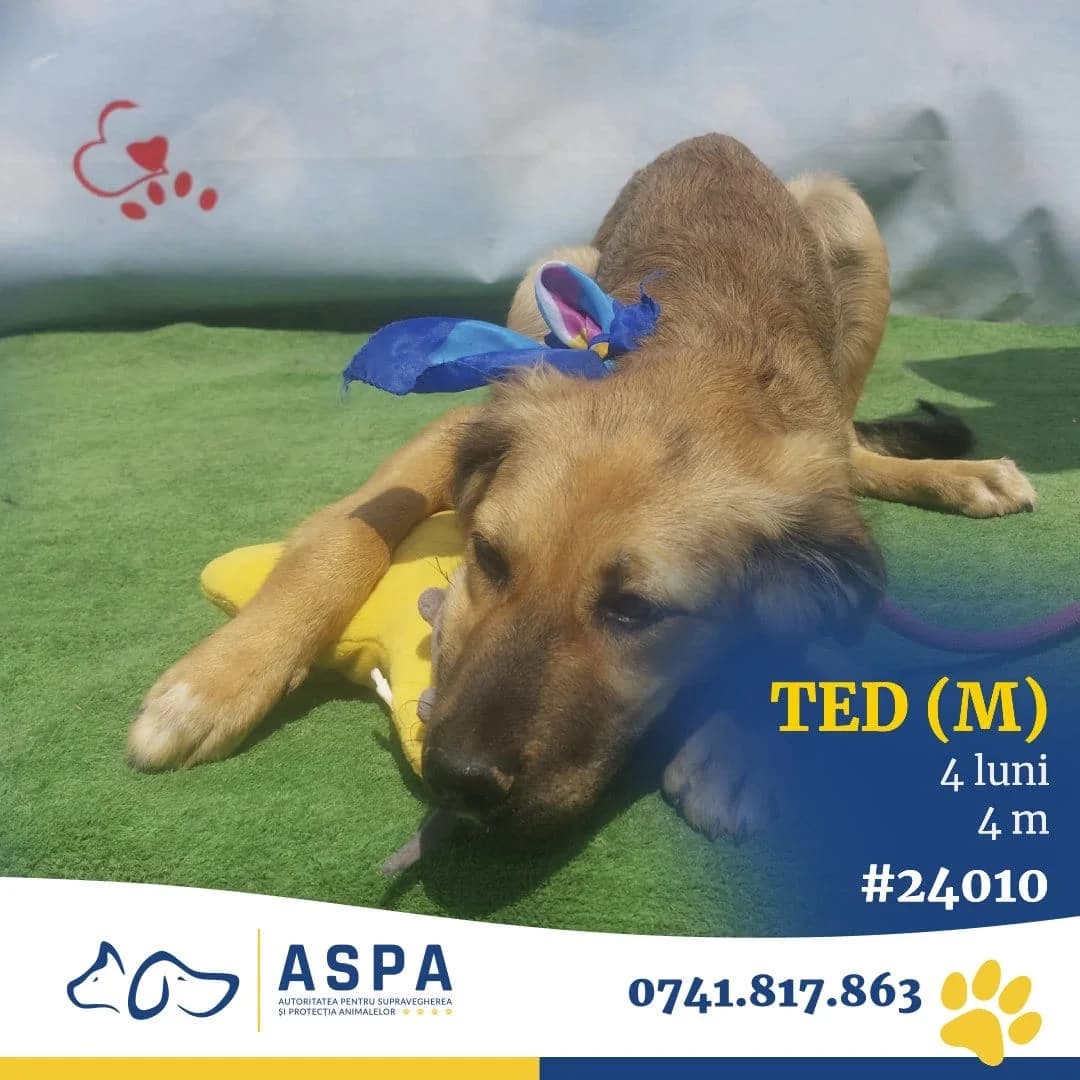 TED, Gri male 6yo Mixed Breed for adoption at ASPA București — Catalog Câini
