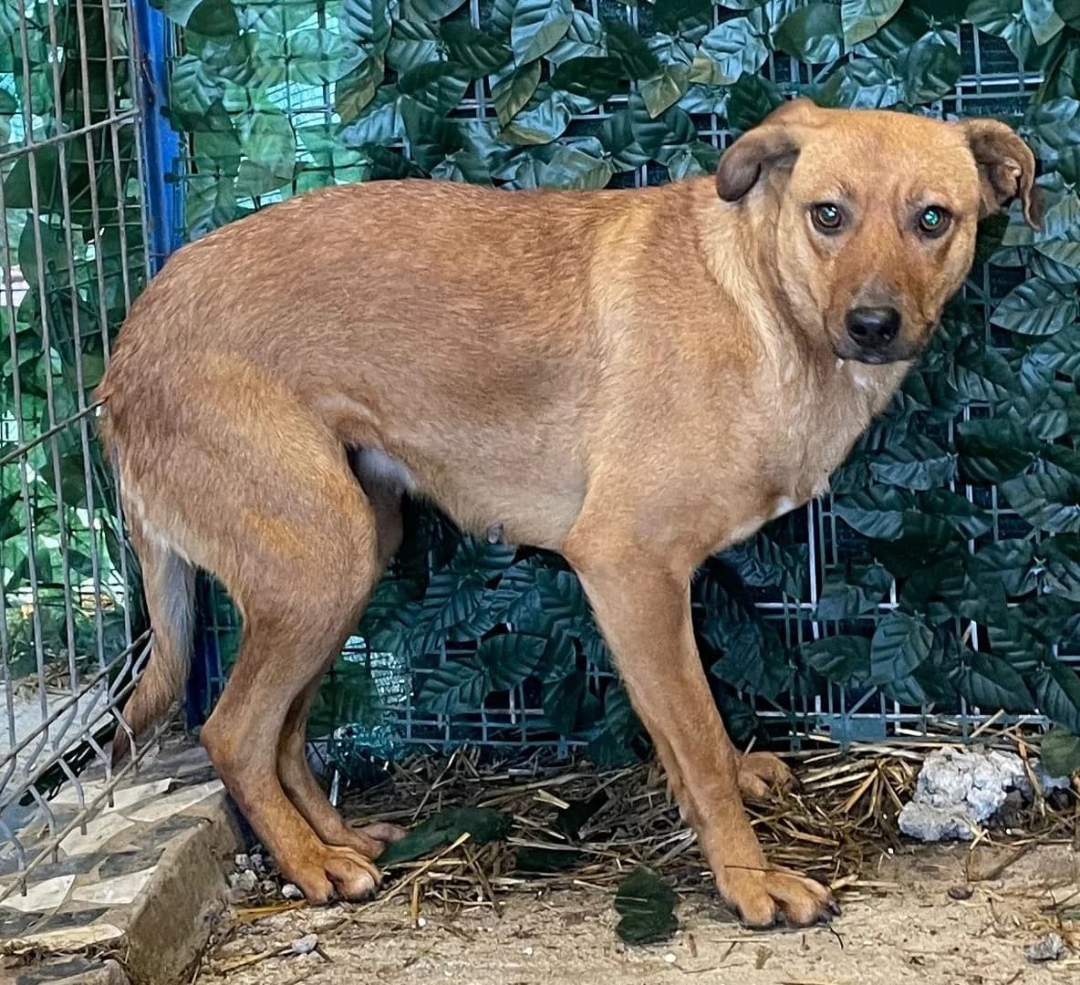 Archie, Maro female senior Mixed Breed for adoption at ASPA București — Catalog Câini