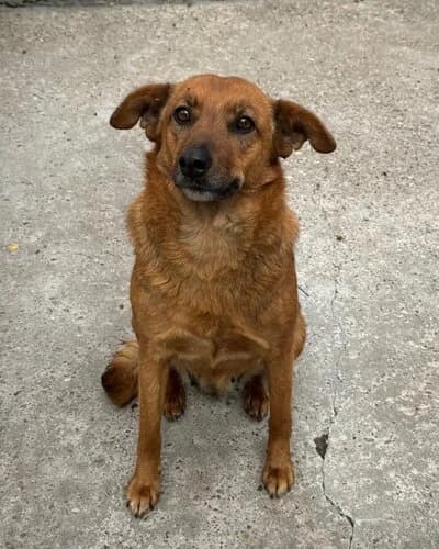 Câine 931, female 7yo Mixed Breed for adoption at Adăpost Canin Craiova