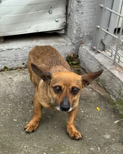 Câine 941, male senior Mixed Breed for adoption at Adăpost Canin Craiova